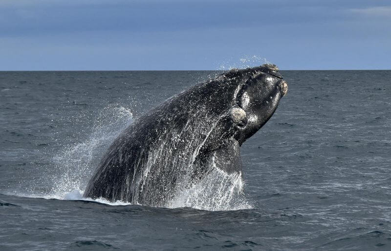 南露脊鯨 Southern right whales