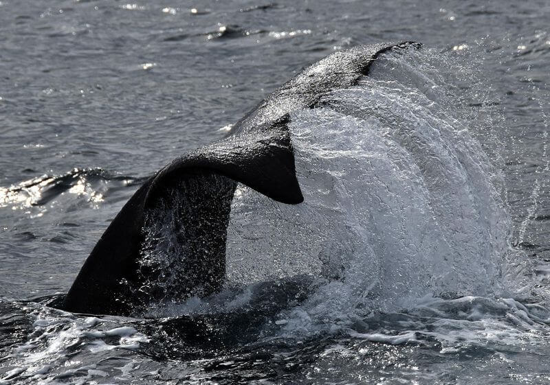 南露脊鯨 Southern right whales